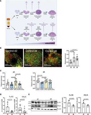 Inflammatory activation of the FcγR and IFNγR pathways co-influences the differentiation and activity of osteoclasts